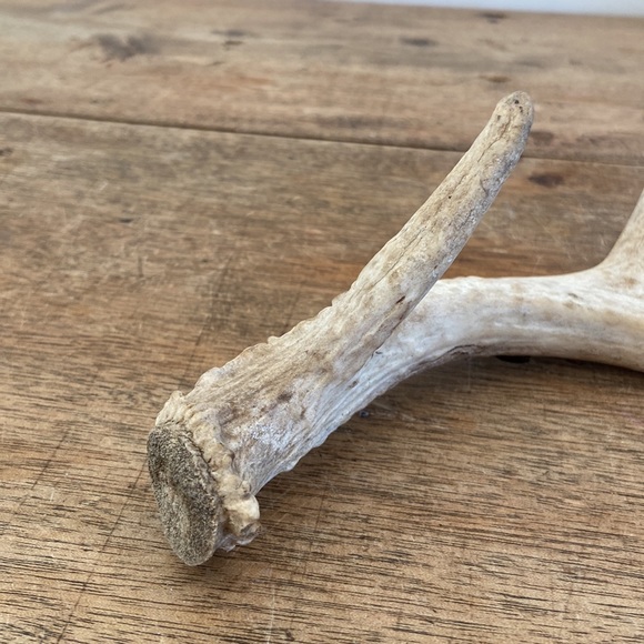 Decorative Antler - Picture 6 of 8